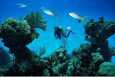 Switch在线新追加游戏公开 经典两款宝可梦名作